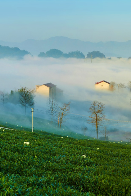 Xinchang tea industry design co creation plan，tea，create together，curriculum，