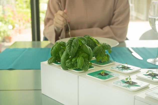 plant，convenient，life，simple and easy，