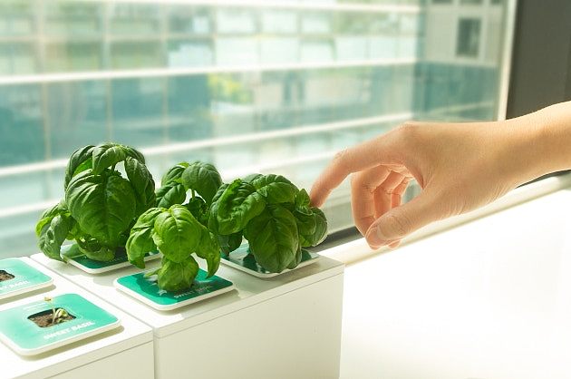 plant，convenient，life，simple and easy，