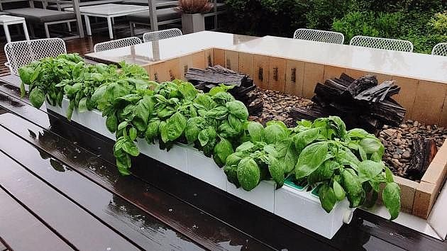 plant，convenient，life，simple and easy，