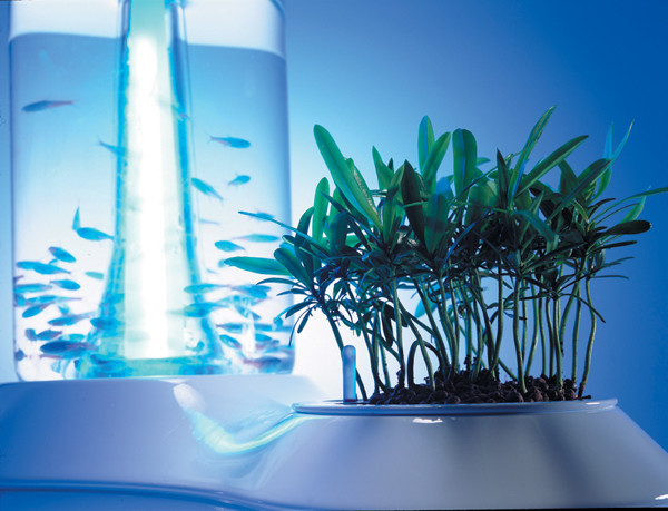 fish tank，Home Furnishing，fish，