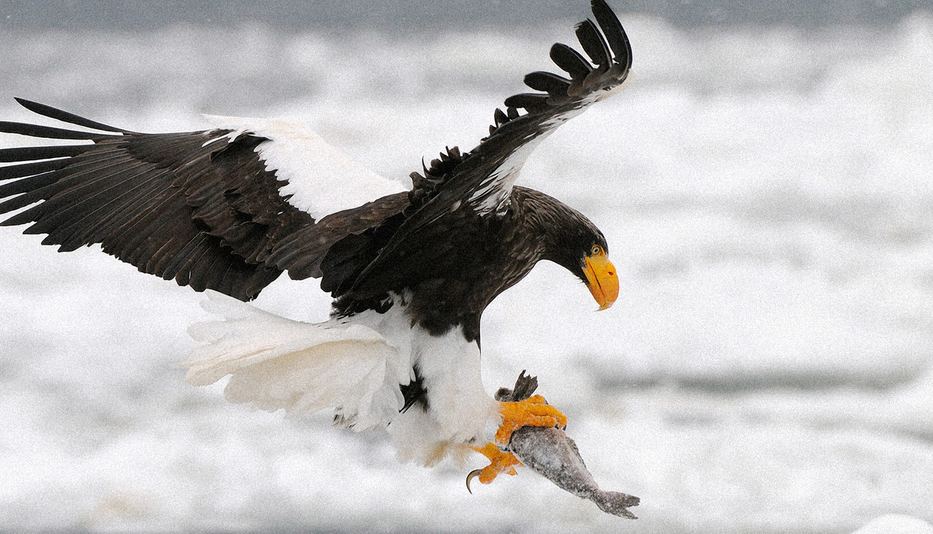 Harry Potter，Amazon，Delivery drone，Parcel box，conceptual design，