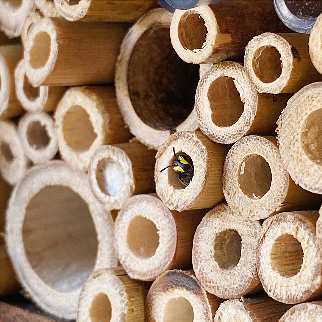 honeybee，honeycomb，community，modularization，