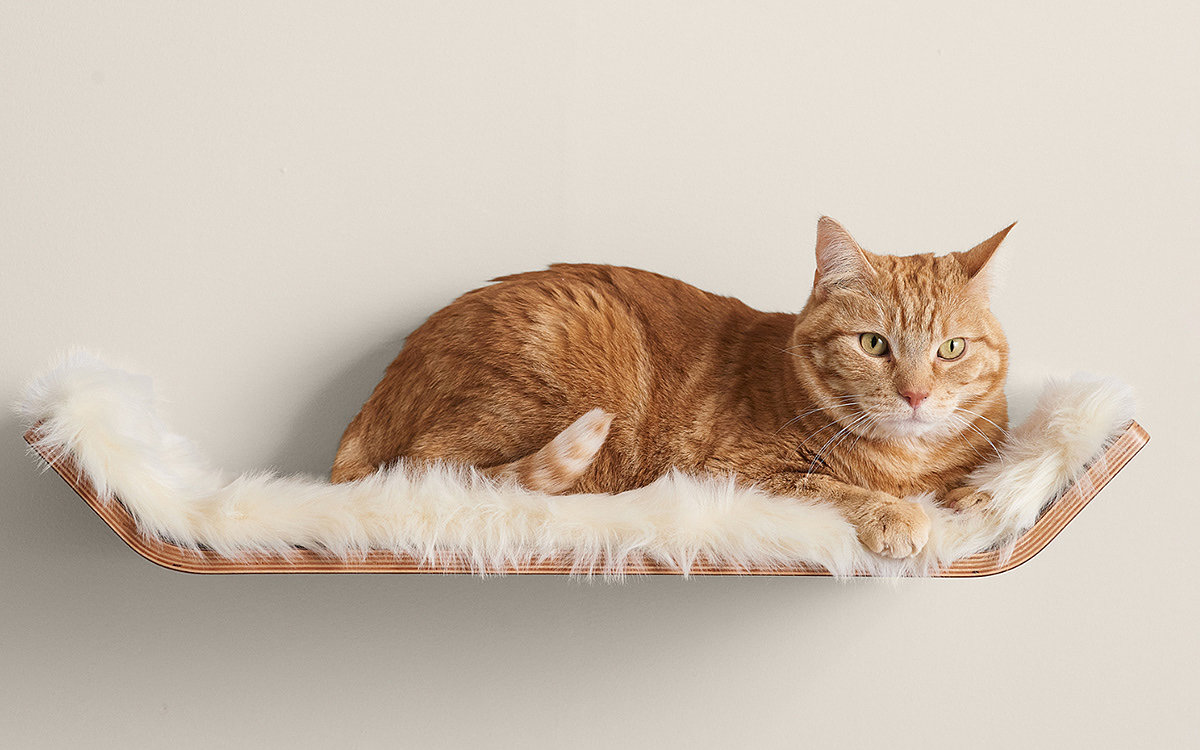 cat，board，classical，modern，wooden ，