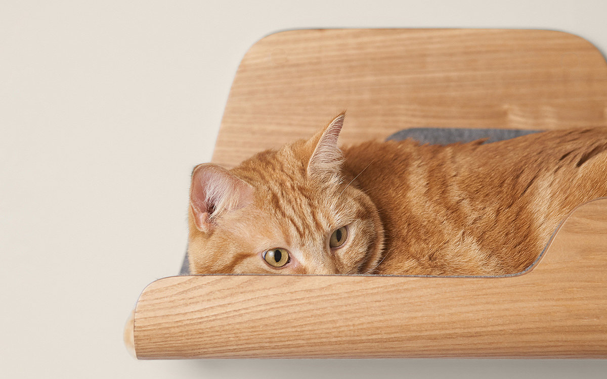 cat，board，classical，modern，wooden ，