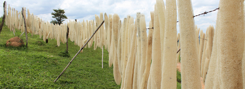 Loofah collaterals，originality，Sound absorbing brick，Towel gourd splint，biodegradable，