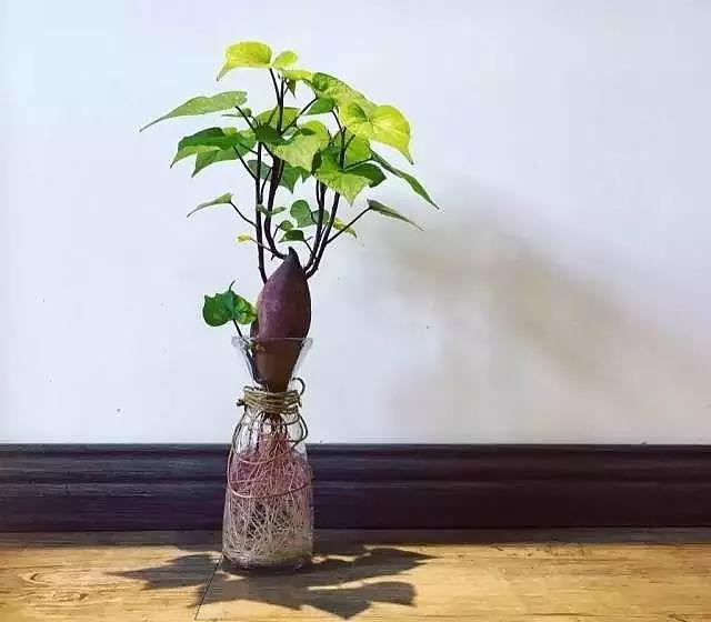 diy，Vegetables，Potted plants，Micro landscape，
