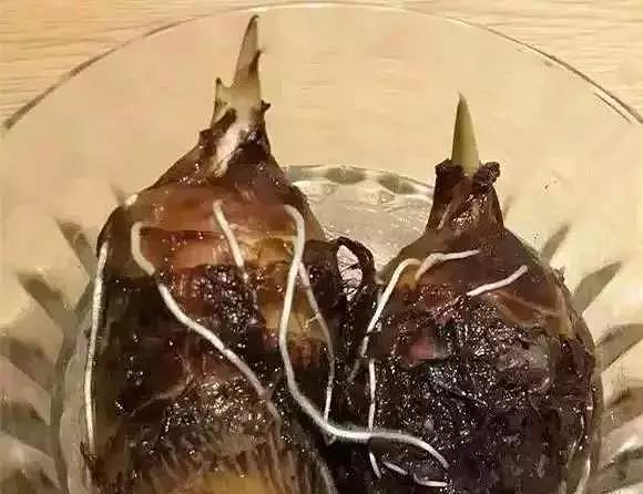 diy，Vegetables，Potted plants，Micro landscape，