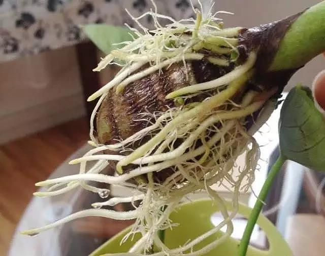 diy，Vegetables，Potted plants，Micro landscape，