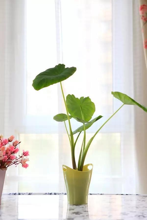 diy，Vegetables，Potted plants，Micro landscape，