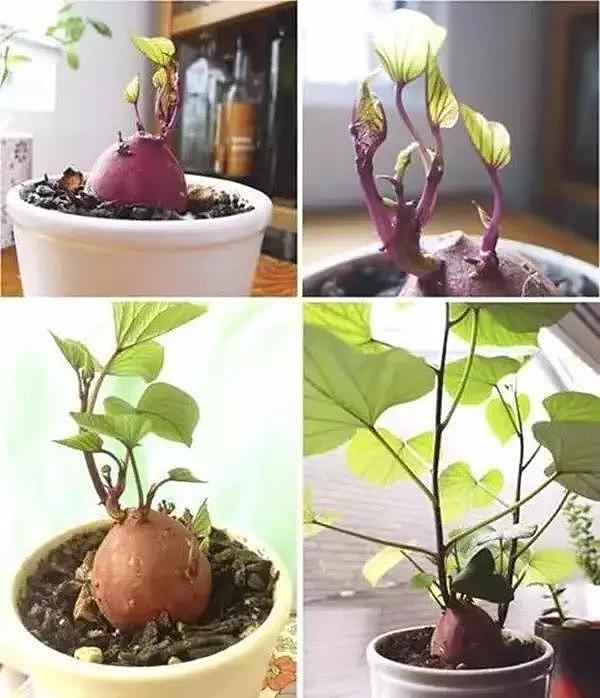 diy，Vegetables，Potted plants，Micro landscape，