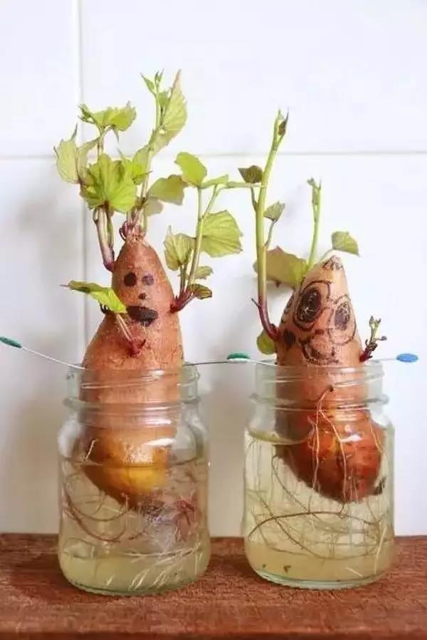 diy，Vegetables，Potted plants，Micro landscape，