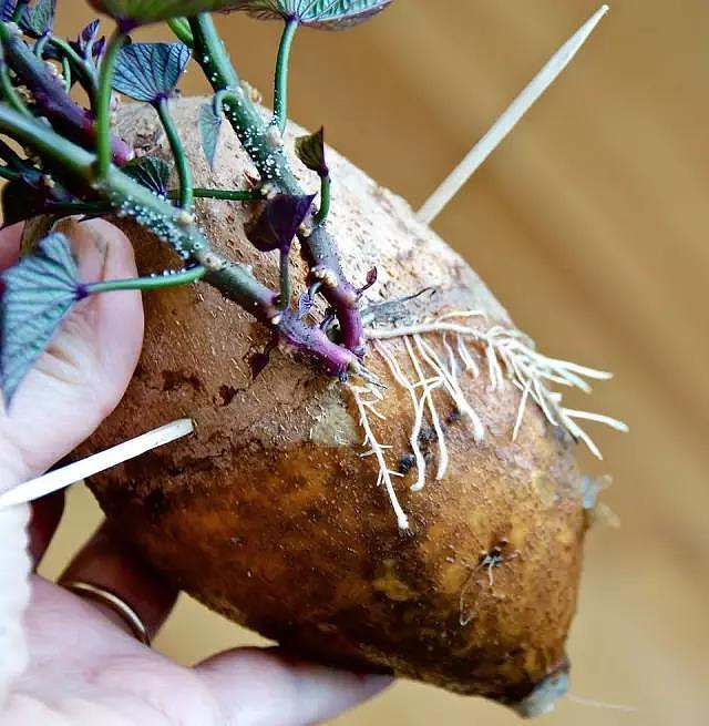 diy，Vegetables，Potted plants，Micro landscape，