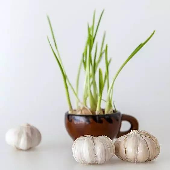diy，Vegetables，Potted plants，Micro landscape，