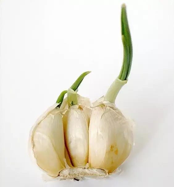 diy，Vegetables，Potted plants，Micro landscape，