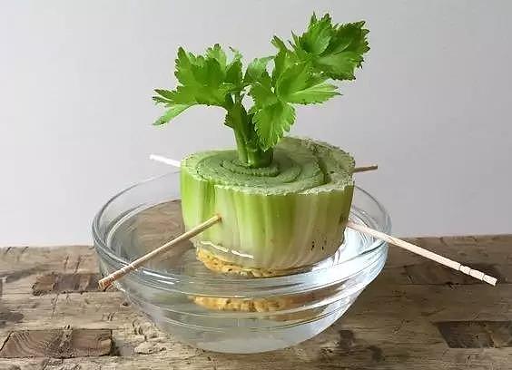 diy，Vegetables，Potted plants，Micro landscape，