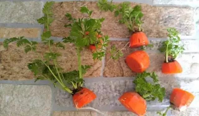 diy，Vegetables，Potted plants，Micro landscape，
