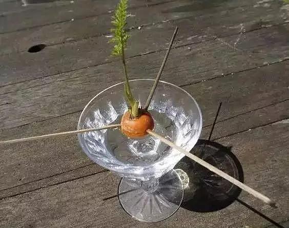 diy，Vegetables，Potted plants，Micro landscape，