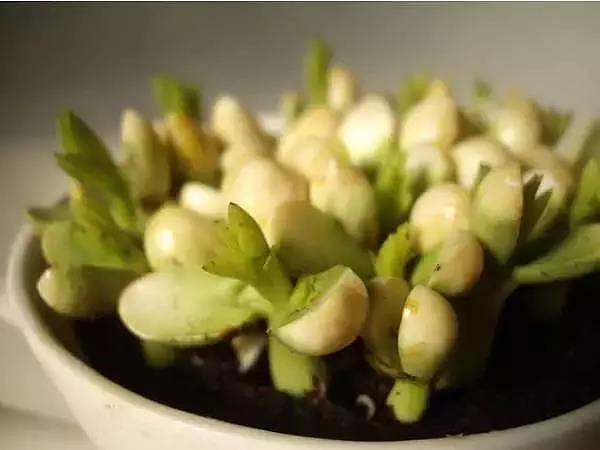 diy，Vegetables，Potted plants，Micro landscape，