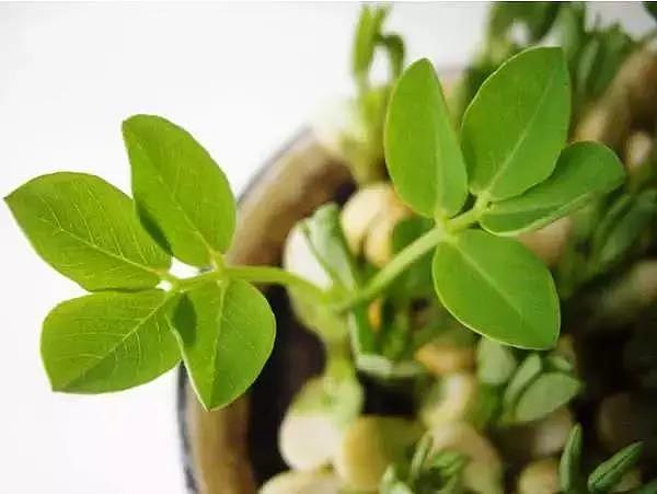 diy，Vegetables，Potted plants，Micro landscape，