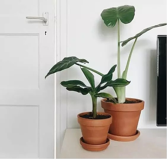 diy，Vegetables，Potted plants，Micro landscape，