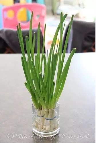 diy，Vegetables，Potted plants，Micro landscape，