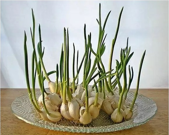 diy，Vegetables，Potted plants，Micro landscape，