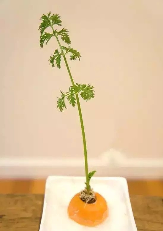 diy，Vegetables，Potted plants，Micro landscape，