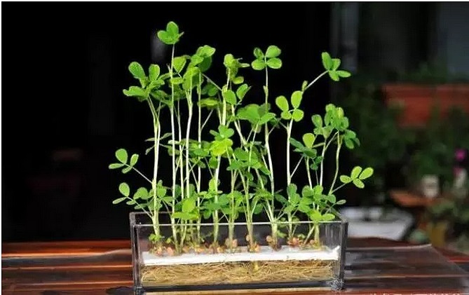 diy，Vegetables，Potted plants，Micro landscape，