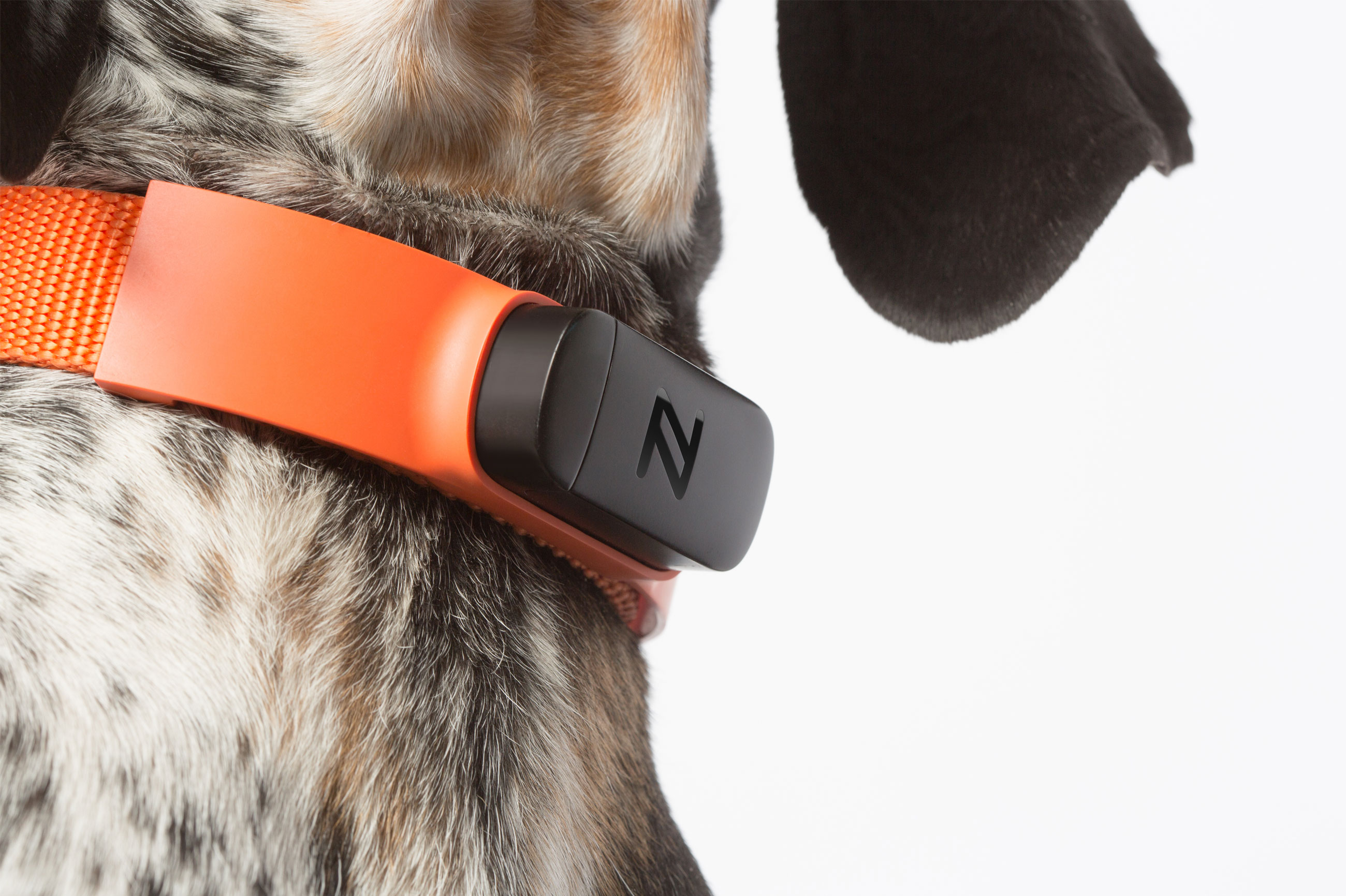 Pets，nuzzle，gps，