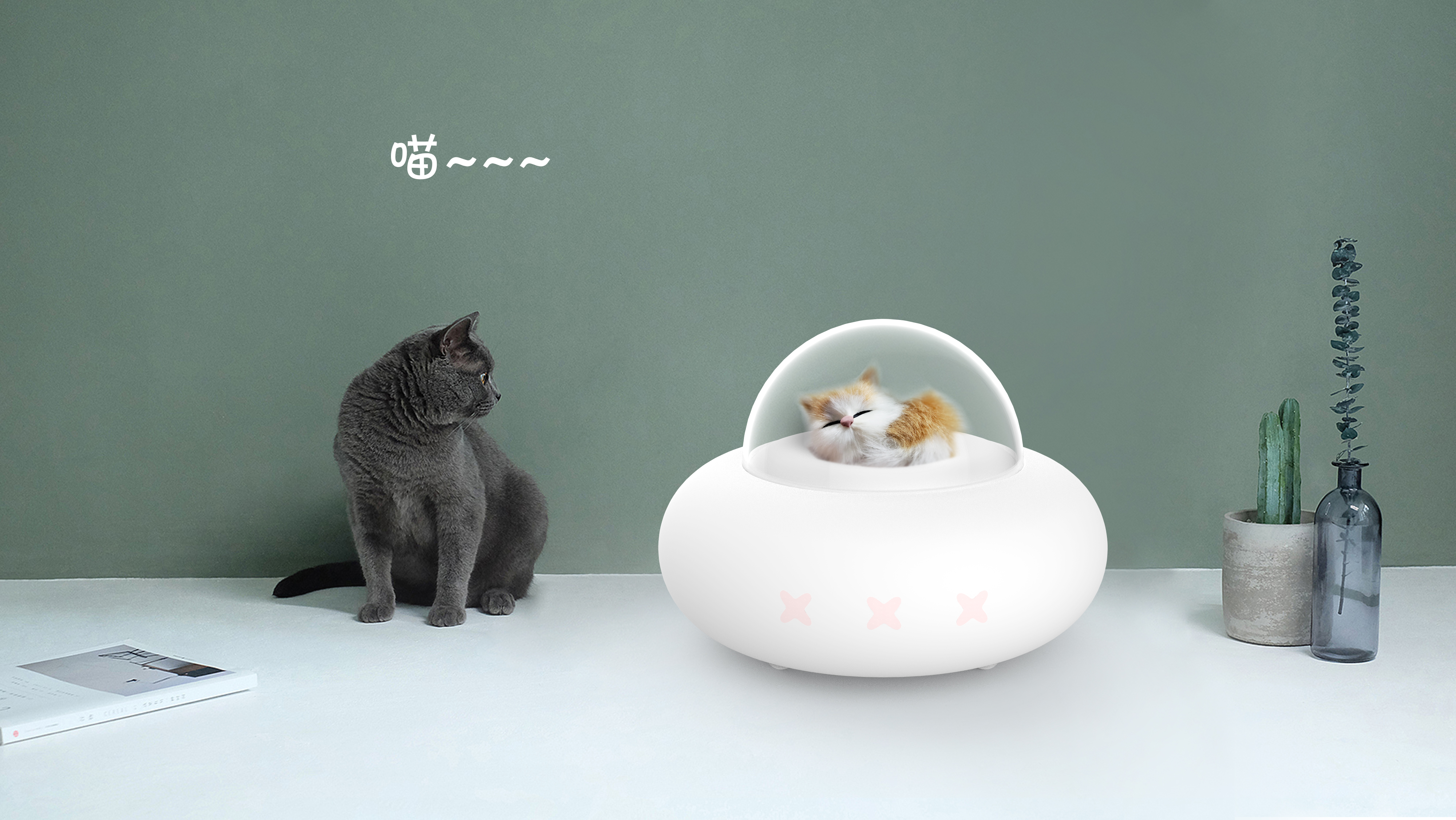 Cute pet of meow star man and Wang star man，