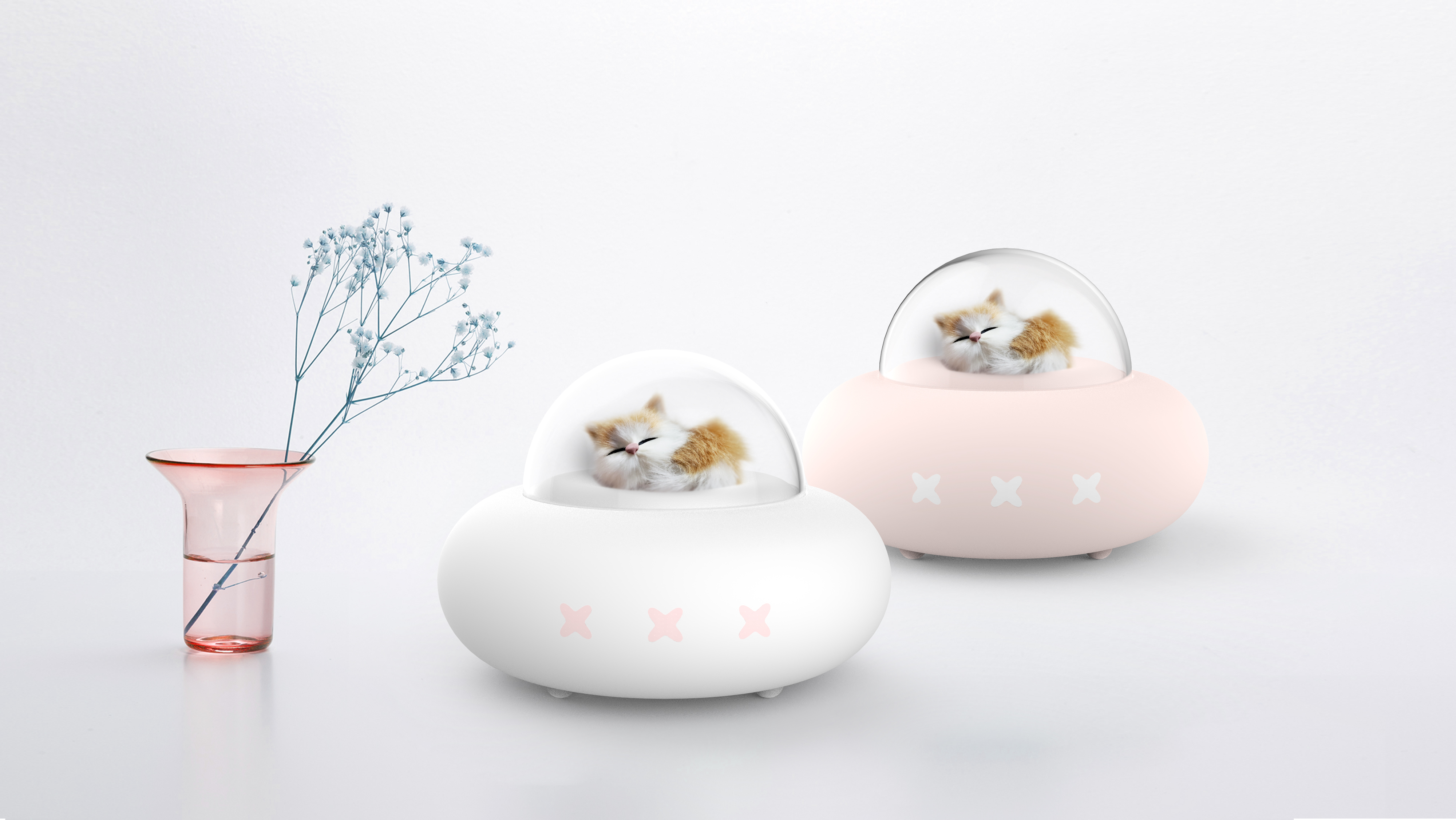 Cute pet of meow star man and Wang star man，