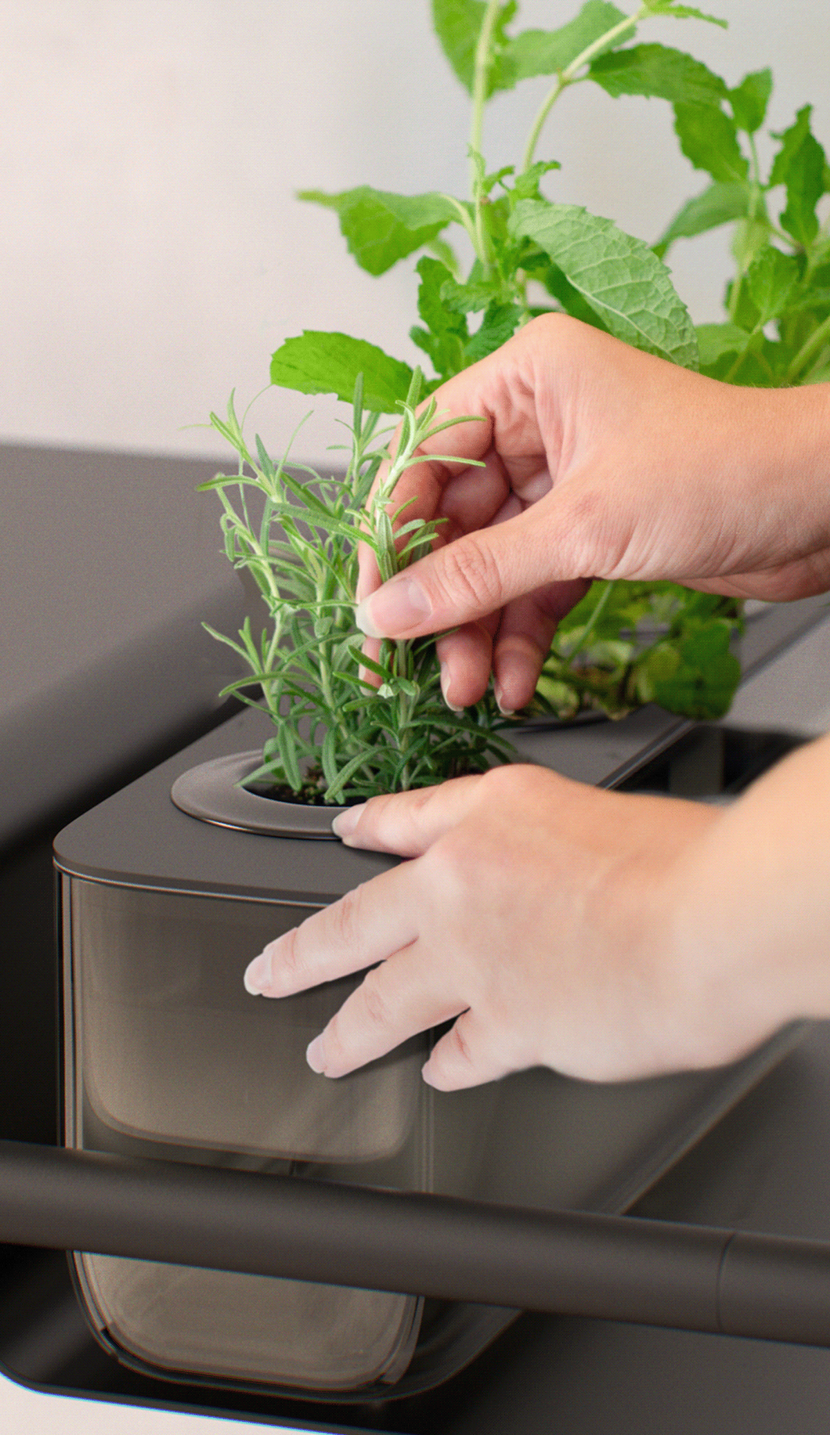 Cocktail，garden cart，seeder，brand，