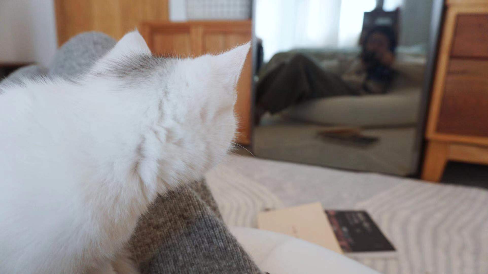 Home appliance evaluation, clothing care machine，