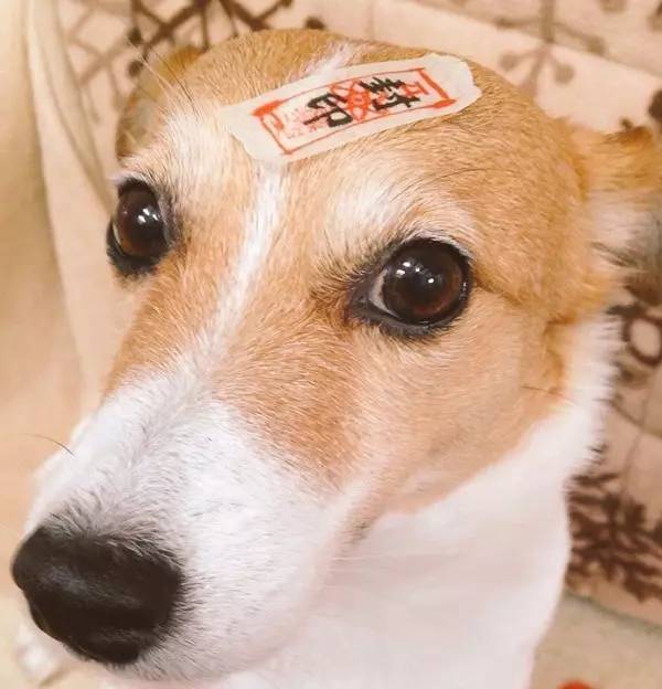 Japan，Creative products，Exotic goods，grocery store，