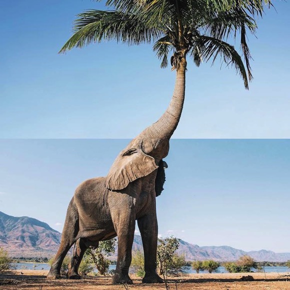 ps，Jigsaw puzzle，Art，interest，Photography，