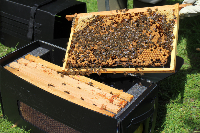 Folding type，joshua，akhtar’s，lure，honeybee，