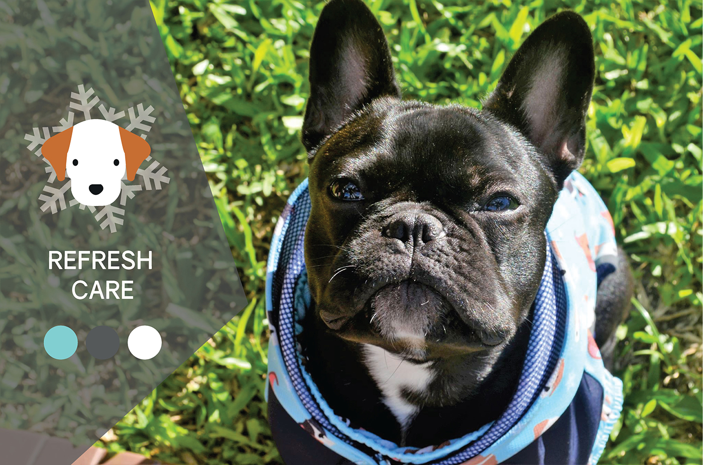 Pet Supplies & Pet，Health monitoring，temperature monitoring ，Dog supplies，