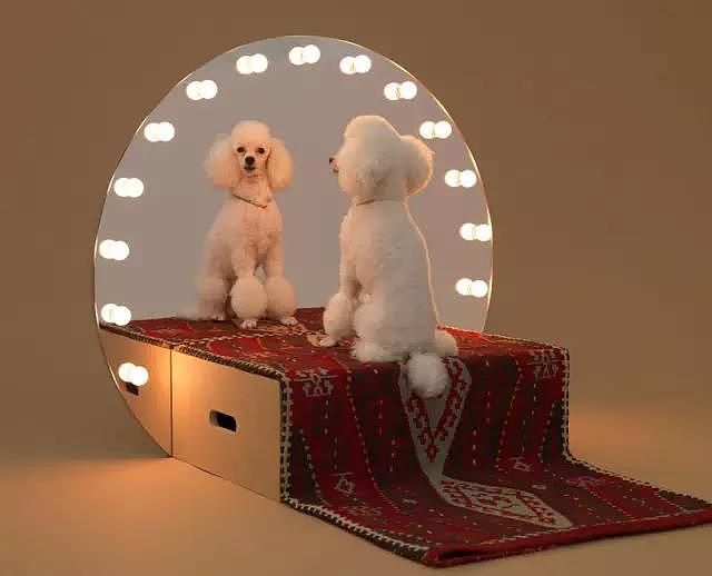 Pet Supplies & Pet，Design，function，originality，