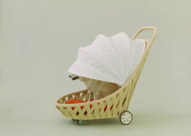 Pet Supplies & Pet，Design，function，originality，