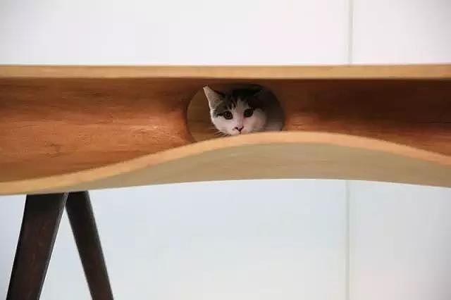 Pet Supplies & Pet，Design，function，originality，