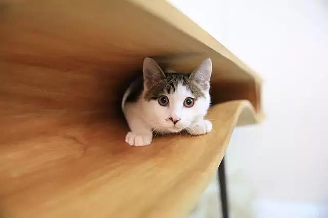 Pet Supplies & Pet，Design，function，originality，