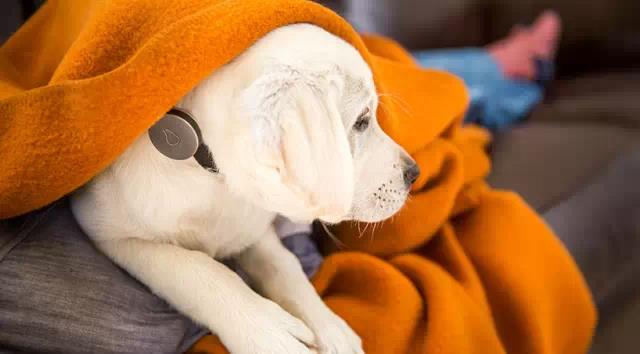 Pet Supplies & Pet，Design，function，originality，