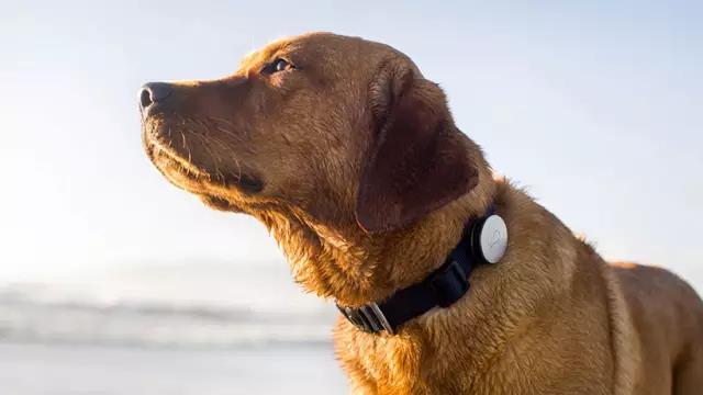 Pet Supplies & Pet，Design，function，originality，