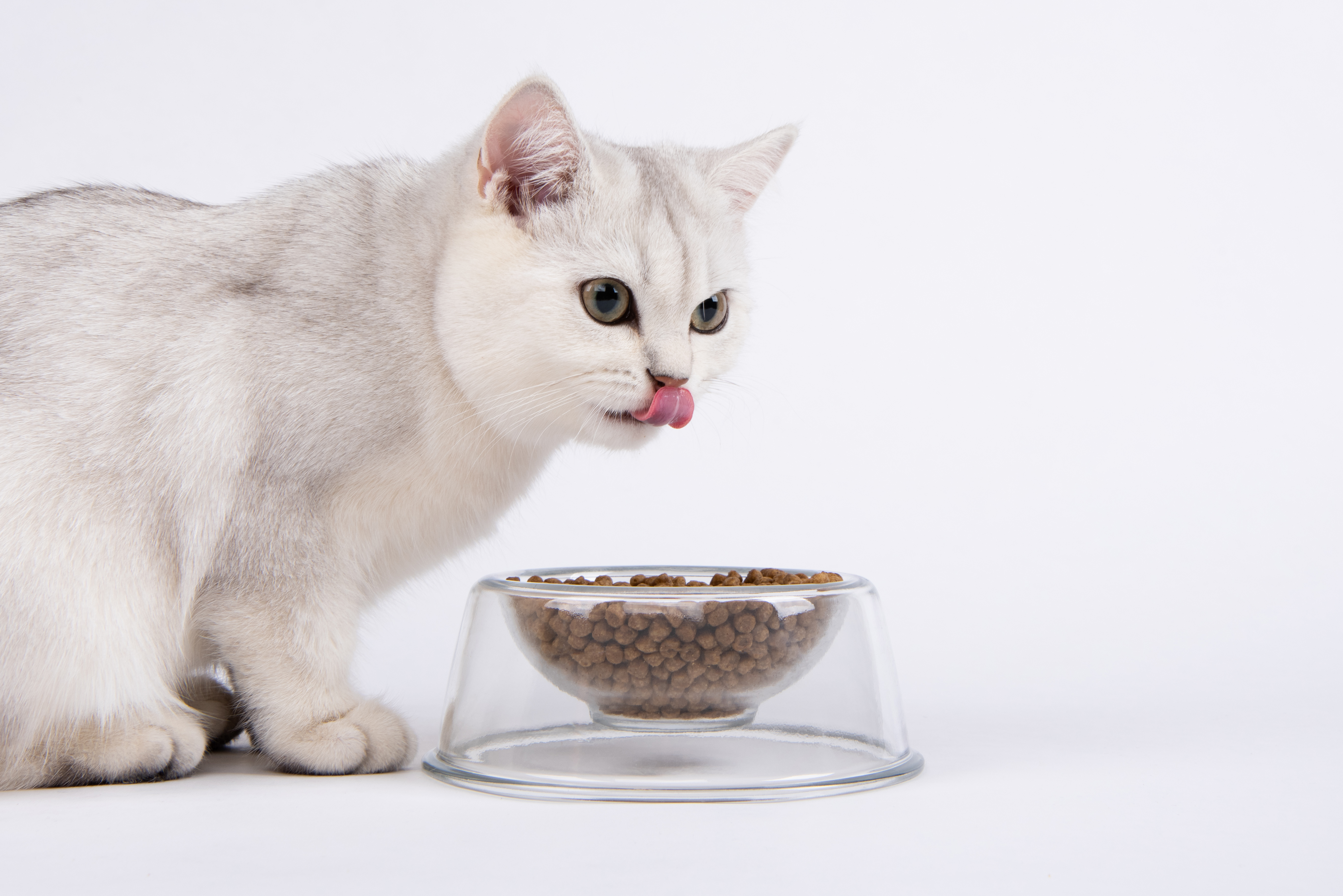 Pet bowl，Pet Supplies & Pet，