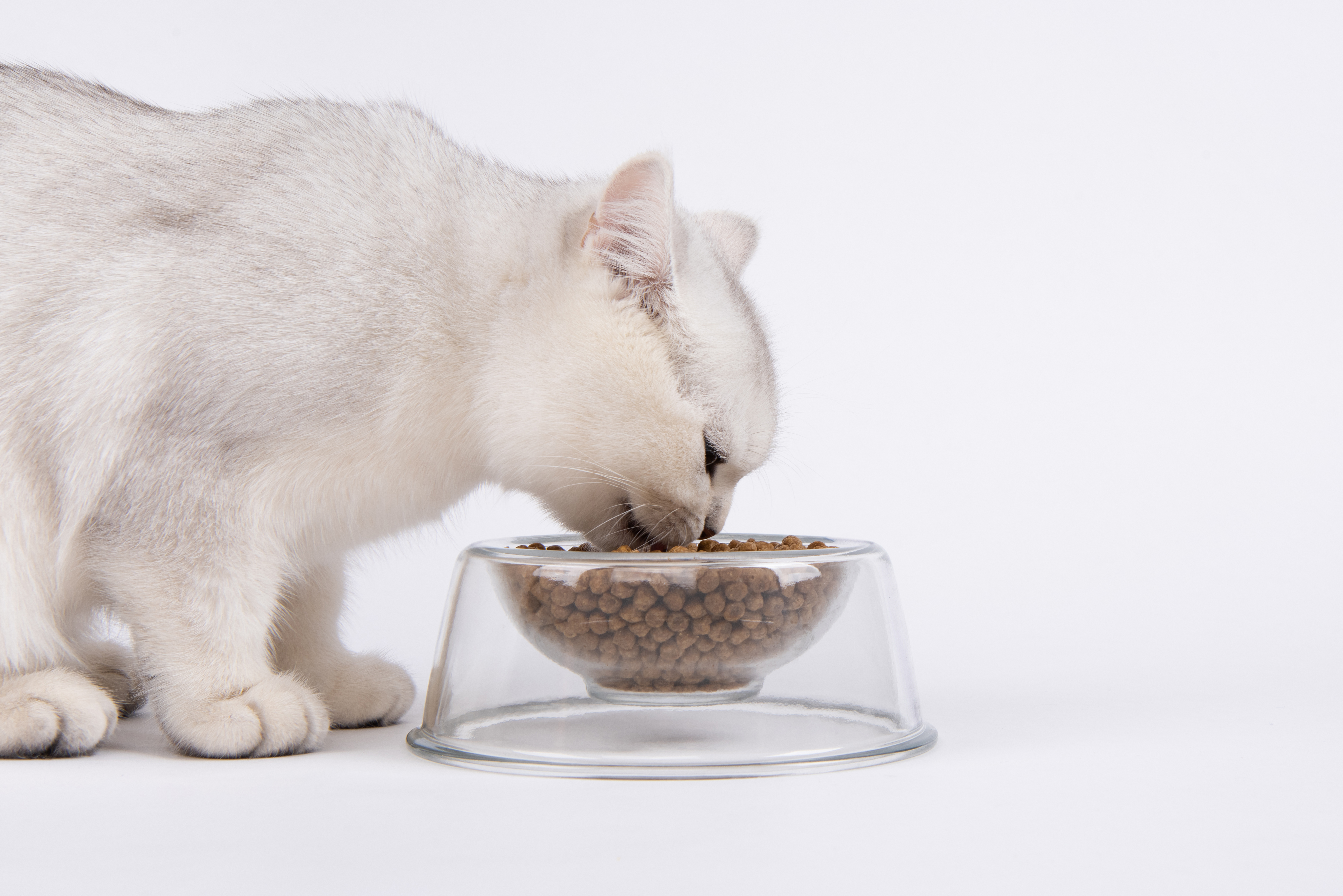 Pet bowl，Pet Supplies & Pet，