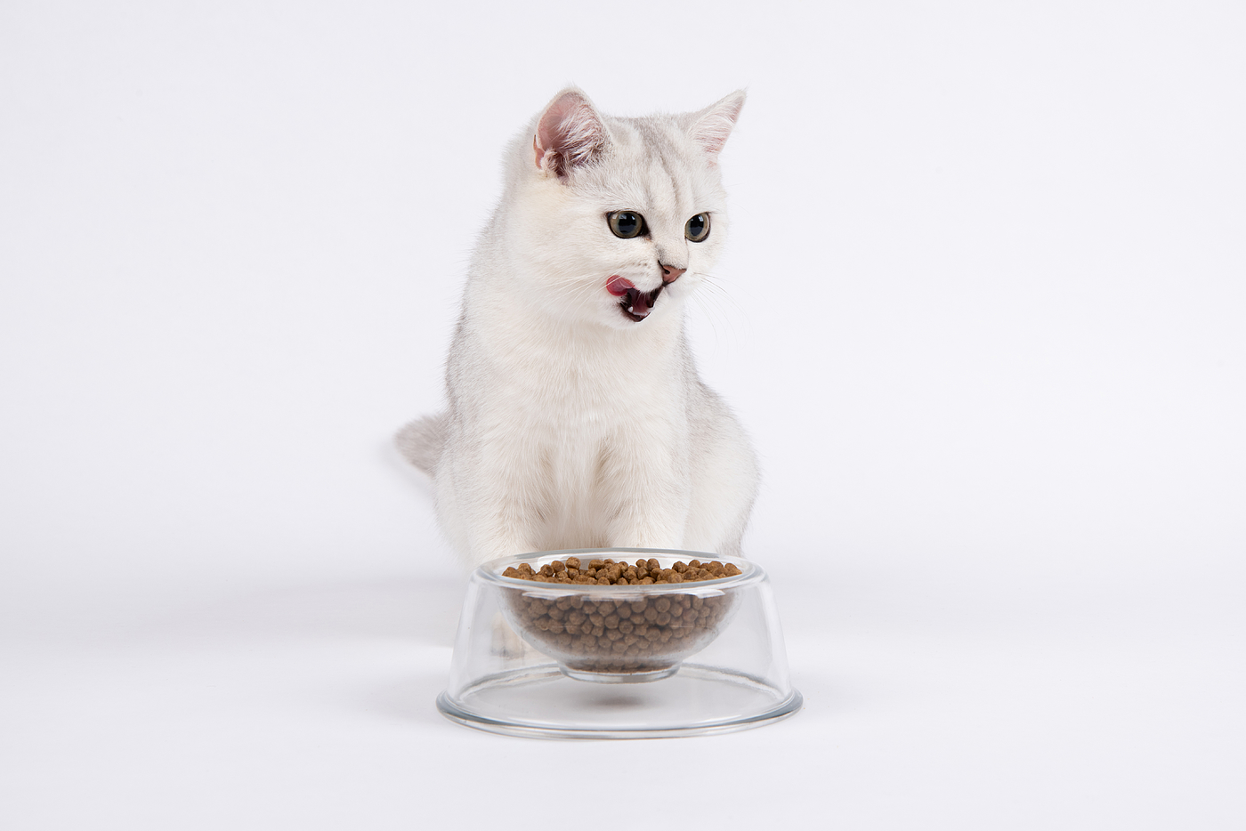 Pet bowl，Pet Supplies & Pet，