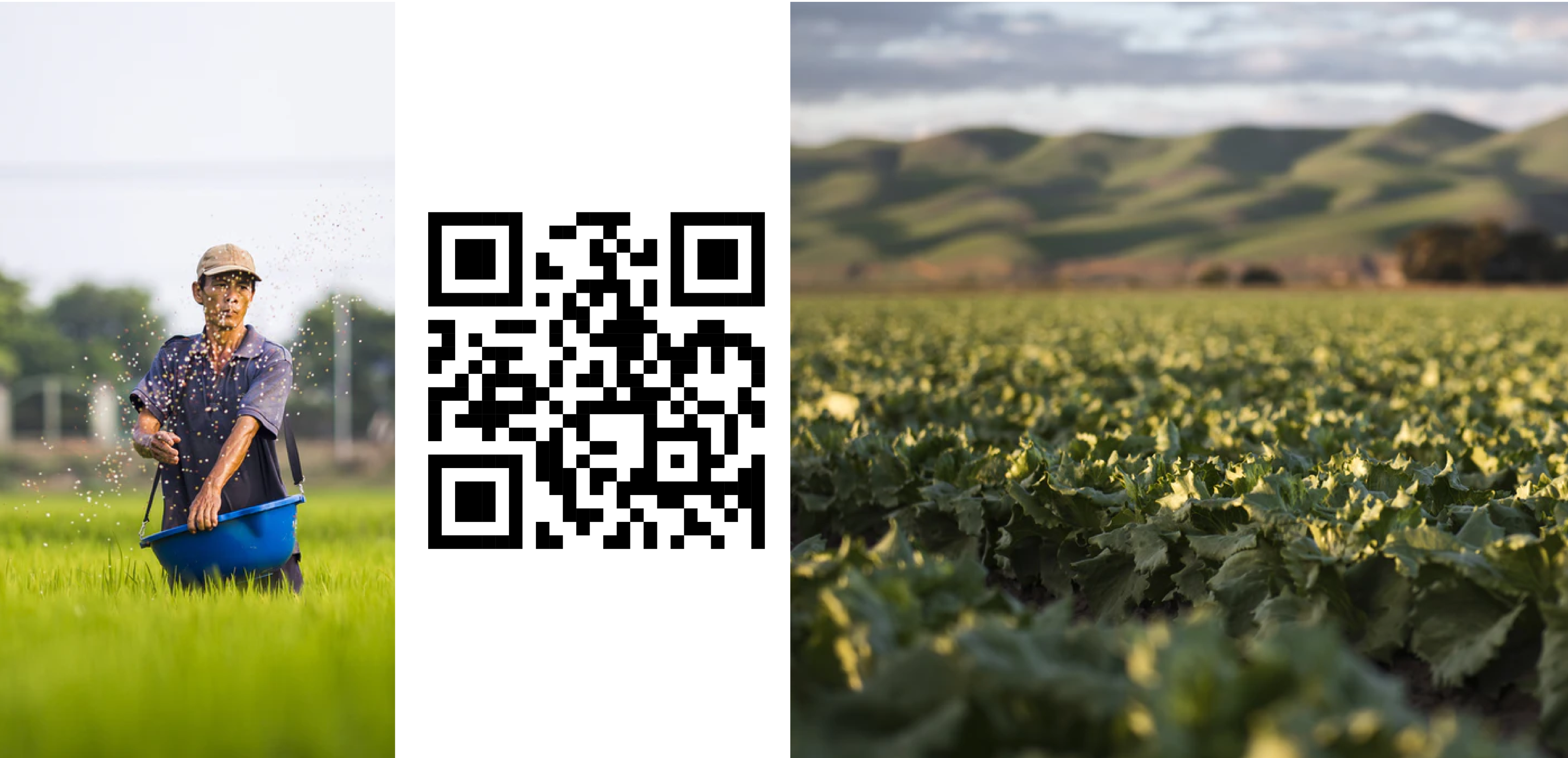 MEXICO，healthy，web design，website，ux/ui，red，sport，FOOD，