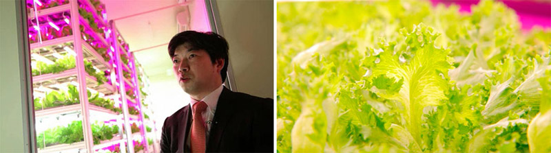 Japan，led，Vertical farm，maximum，Crop harvest，