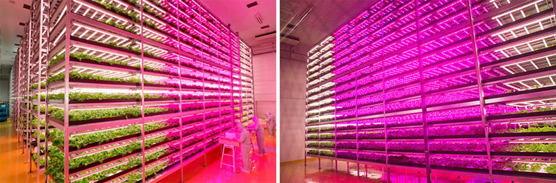 Japan，led，Vertical farm，maximum，Crop harvest，